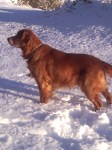 After work I took Shadow out, all he wanted to do was roll around in the snow, and all I wanted to do was take pictures of how cute he is.