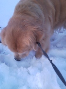 Bailey found something interesting to sniff (he really just wants to stall our jog)