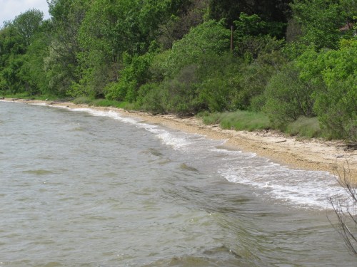 Wicomico Shoreline